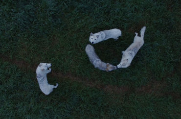 And Say the Animal Responded? at FACT, Liverpool