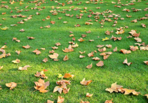 Autumn leaves on green grass.