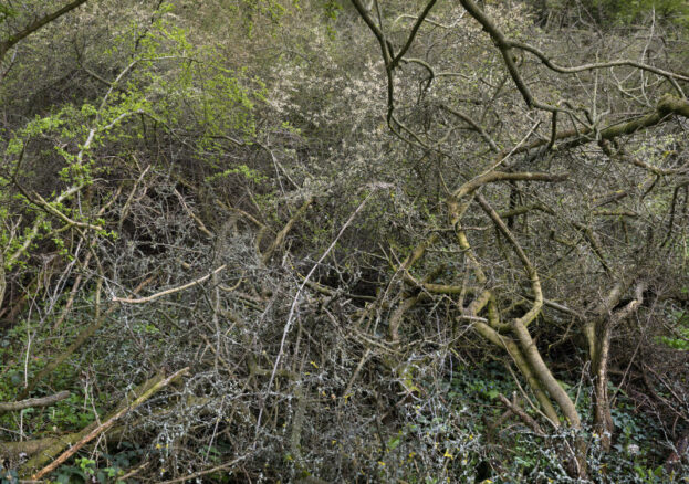 A natural scene focusing on a dense, tall hedgerow. Photographed in high definition at close range so that the twigs and branches form a pattern. There are plastic wrappers and bags in the foreground.