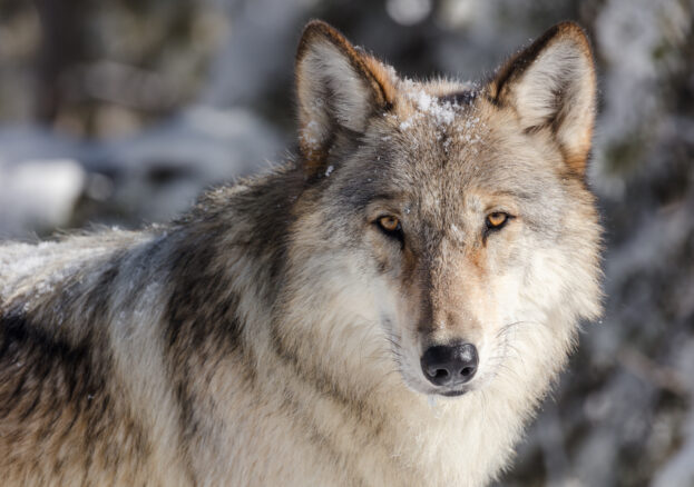 Wolf in Yellowstone