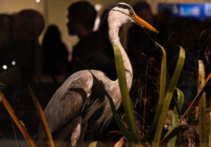 A heron in the Wild exhibition at Manchester Museum.