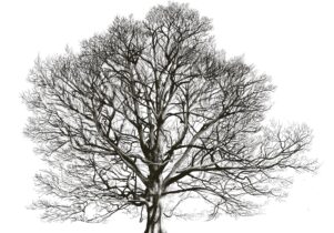 Black and white drawing of a sycamore tree