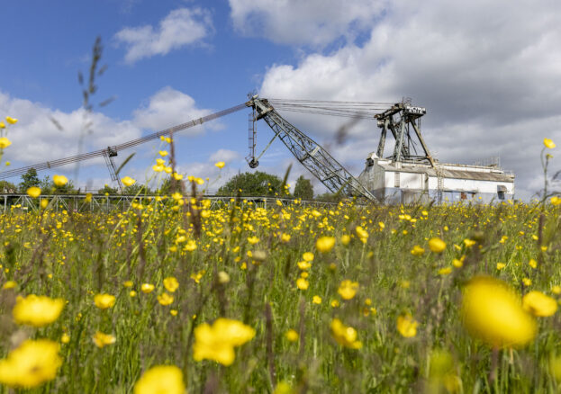 Buttercups with the St Aidan's Dragline- oddball- in the background